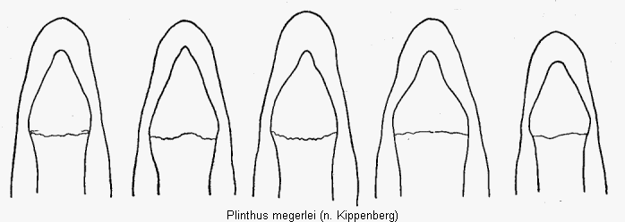 plinthus_megerlei.gif