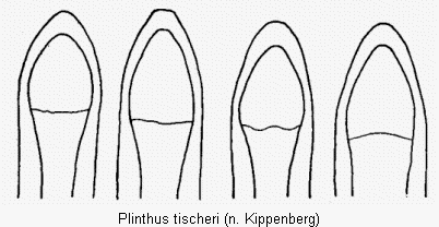 plinthus_tischeri.gif