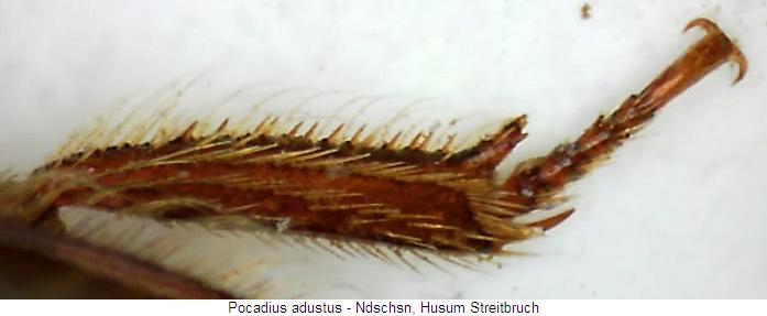 pocadius_adustus_hschn.jpg