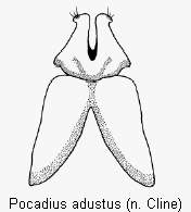 pocadius_adustus_ovip.gif