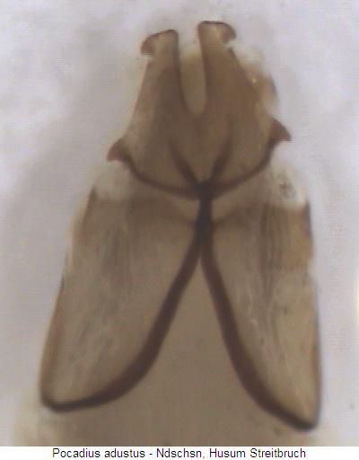 pocadius_adustus_ovip.jpg