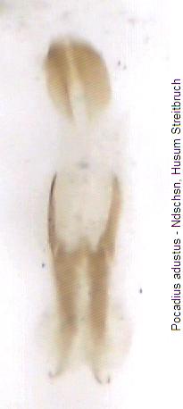 pocadius_adustus_pc.jpg