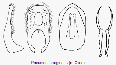 pocadius_ferrugineus.gif