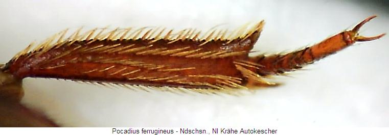 pocadius_ferrugineus_hschn.jpg