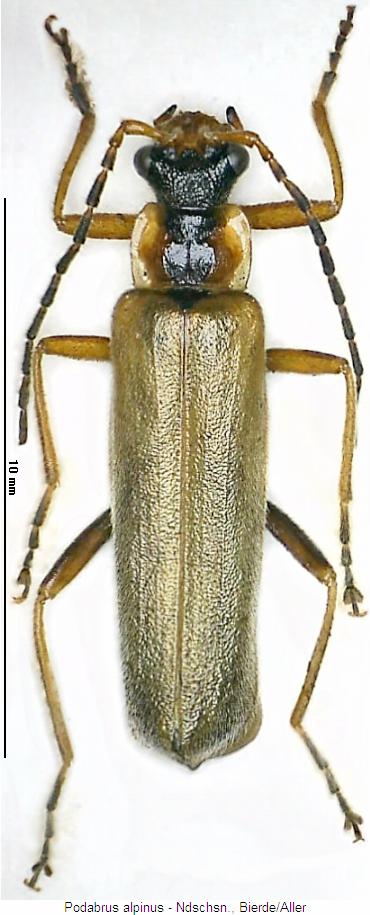 podabrus_alpinus_hab.jpg