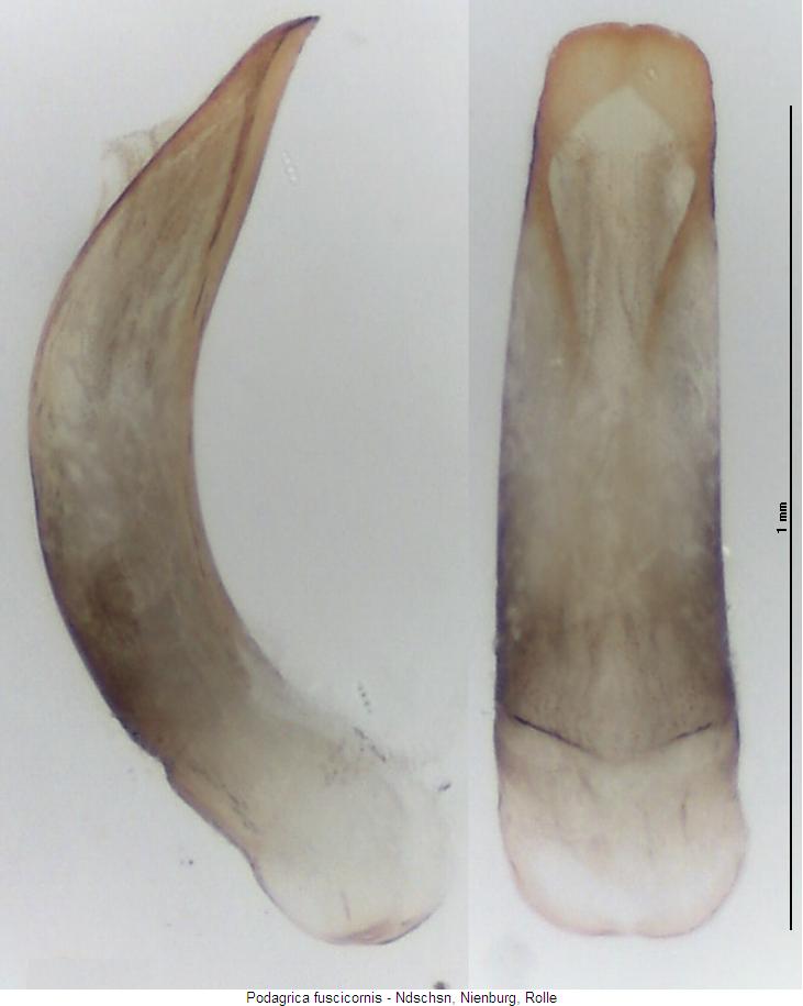 podagrica_fuscicornis.jpg