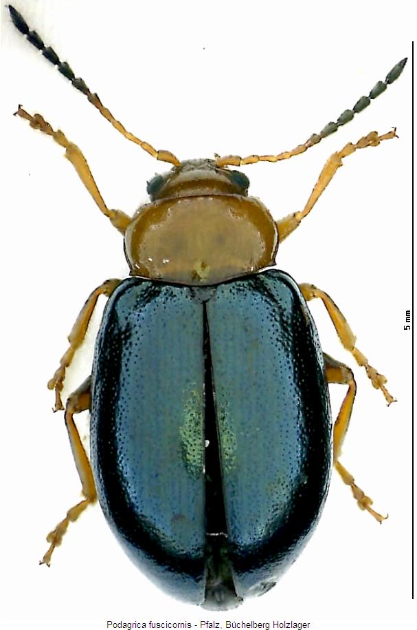 podagrica_fuscicornis_hab.jpg