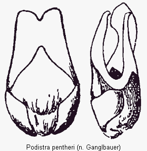 podistra_pentheri.gif