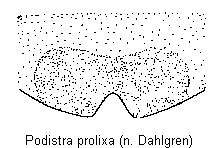 podistra_prolixa_stp.gif