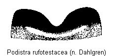 podistra_rufotestacea_ds.gif