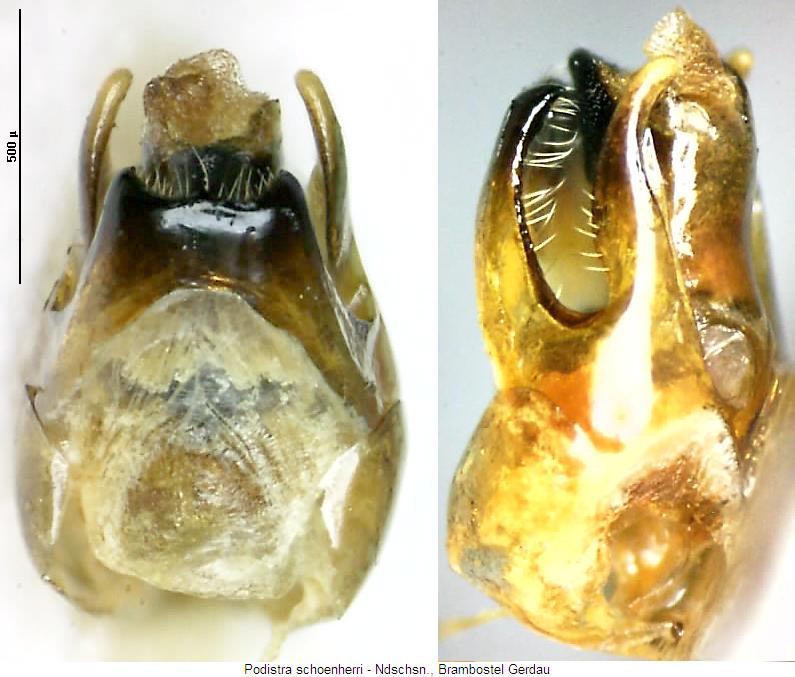 podistra_schoenherri.jpg