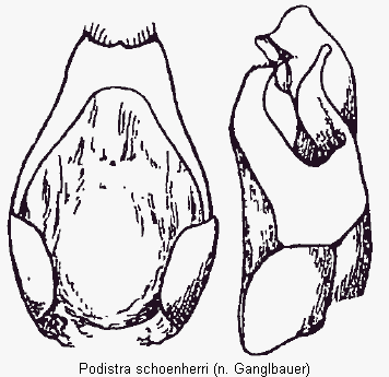 podistra_schoenherri2.gif
