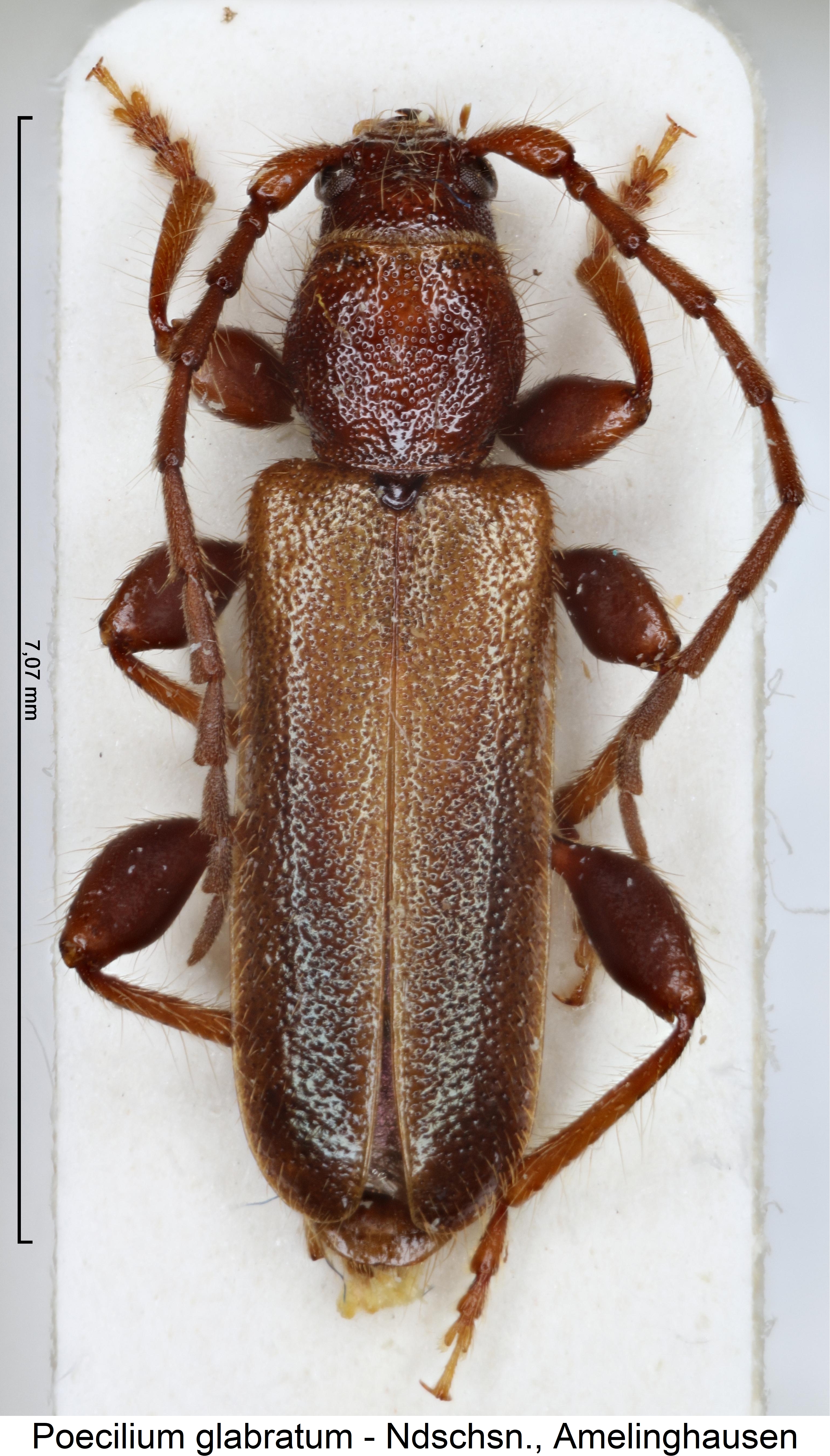 poecilium_glabratum_hab.jpg