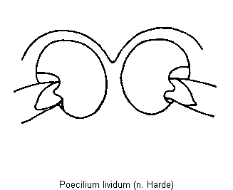 poecilium_lividum_mbr.gif