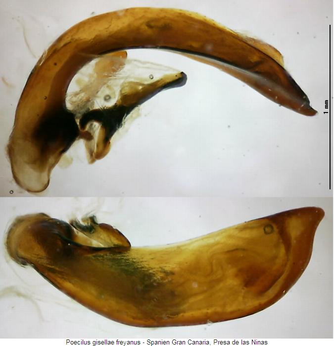 poecilus_freyanus.jpg
