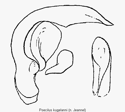 poecilus_kugelanni.gif