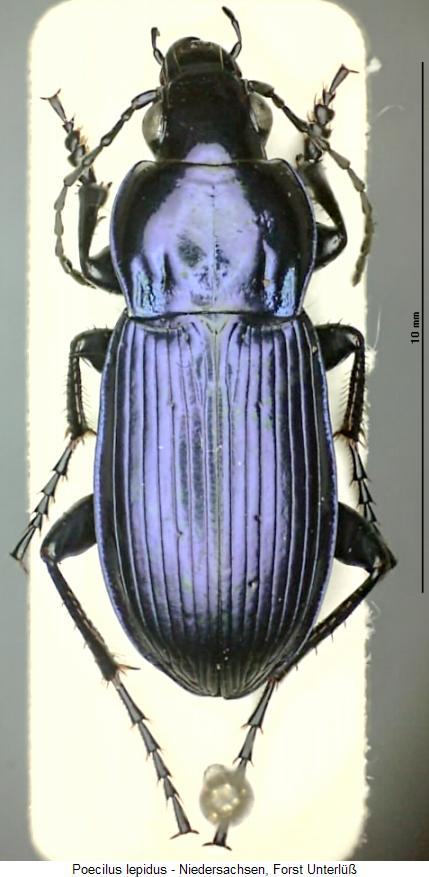 poecilus_lepidus_hab.jpg