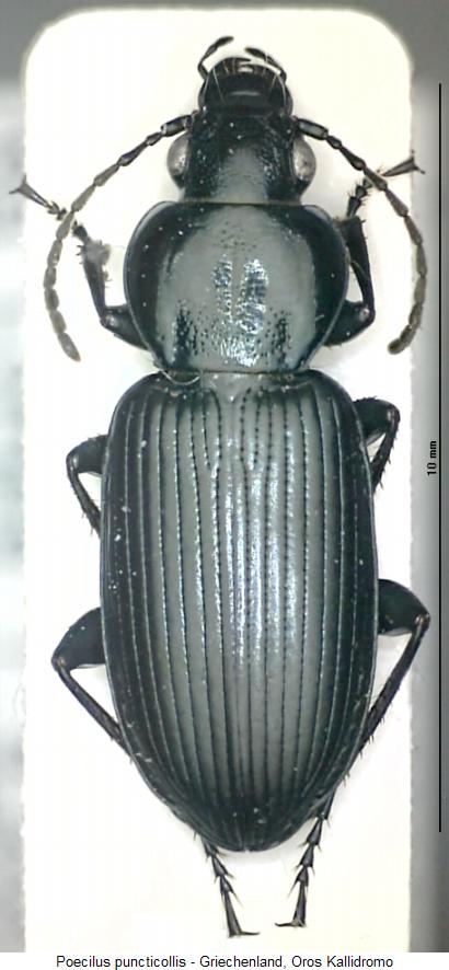 poecilus_puncticollis_hab.jpg