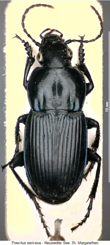 poecilus_sericeus_hab.jpg
