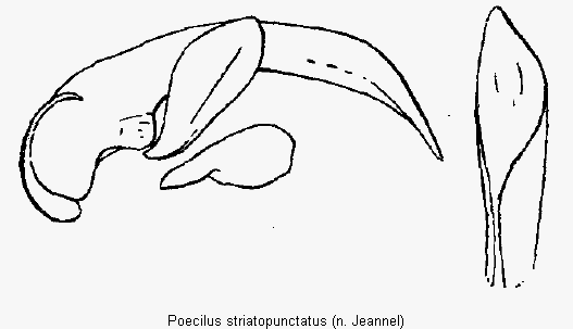 poecilus_striatopunctatus.gif