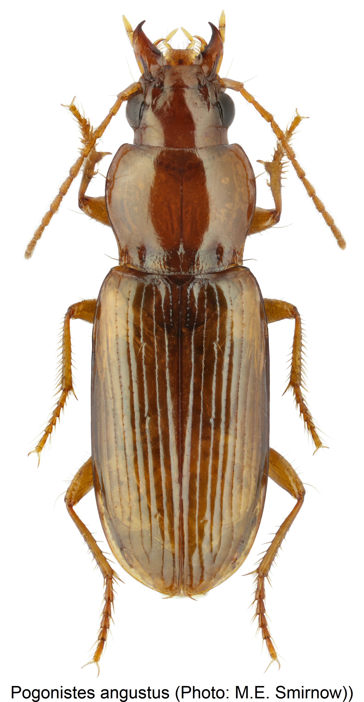 pogonistes_angustus_hab.jpg