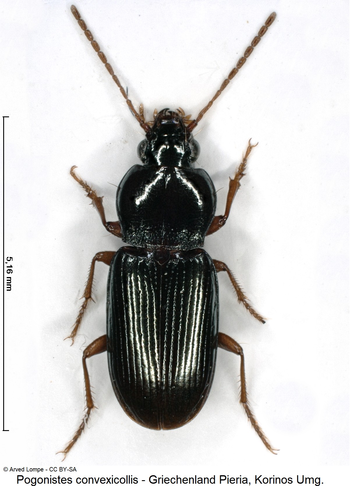 pogonistes_convexicollis_ck31234513_hab-1.jpg