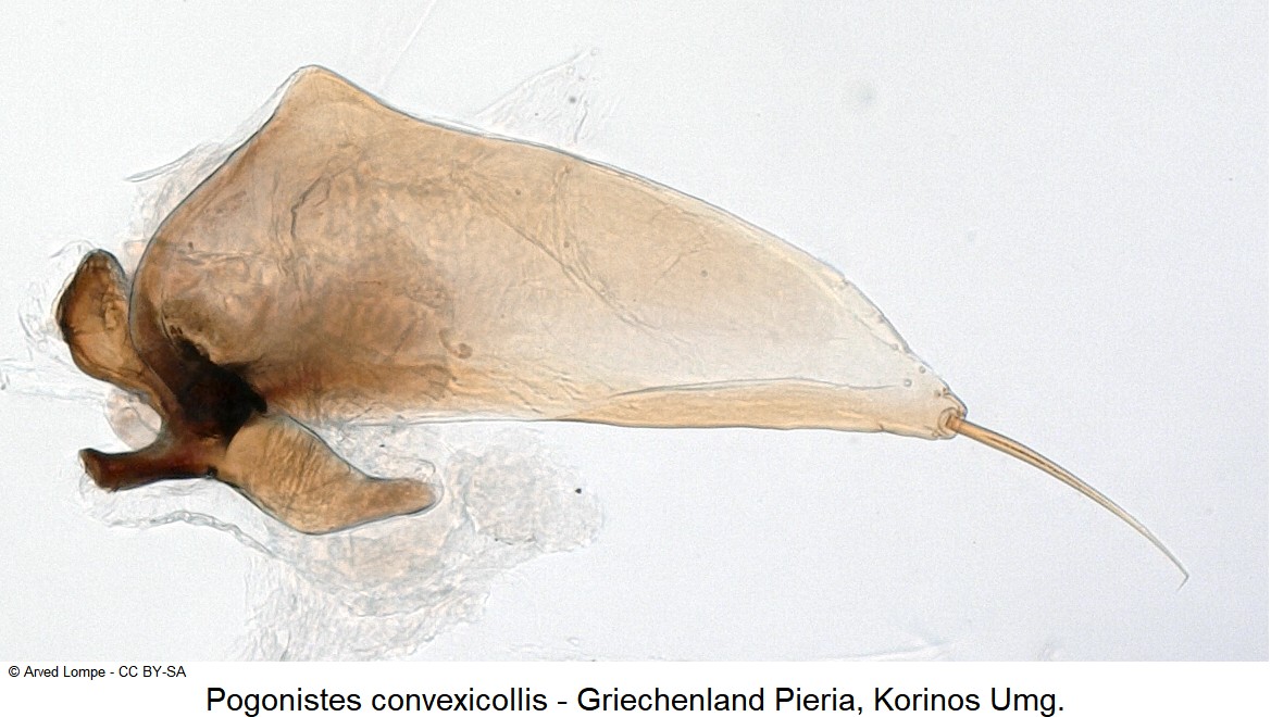 pogonistes_convexicollis_ck31234513_pm.jpg