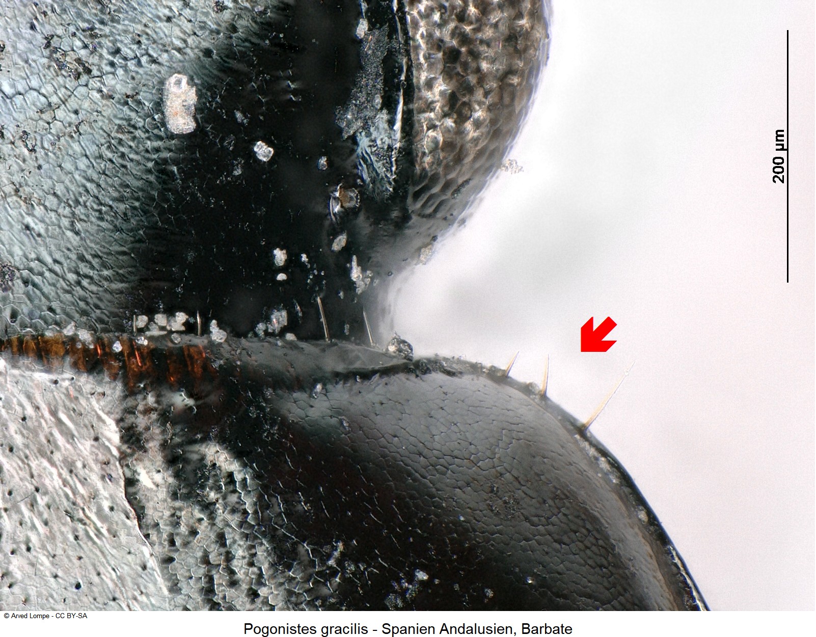 pogonistes_gracilis_ck22617_hsch.jpg