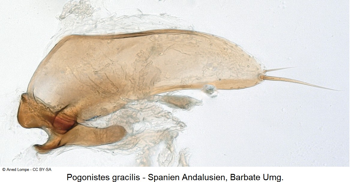 pogonistes_gracilis_ck31234545_pm.jpg