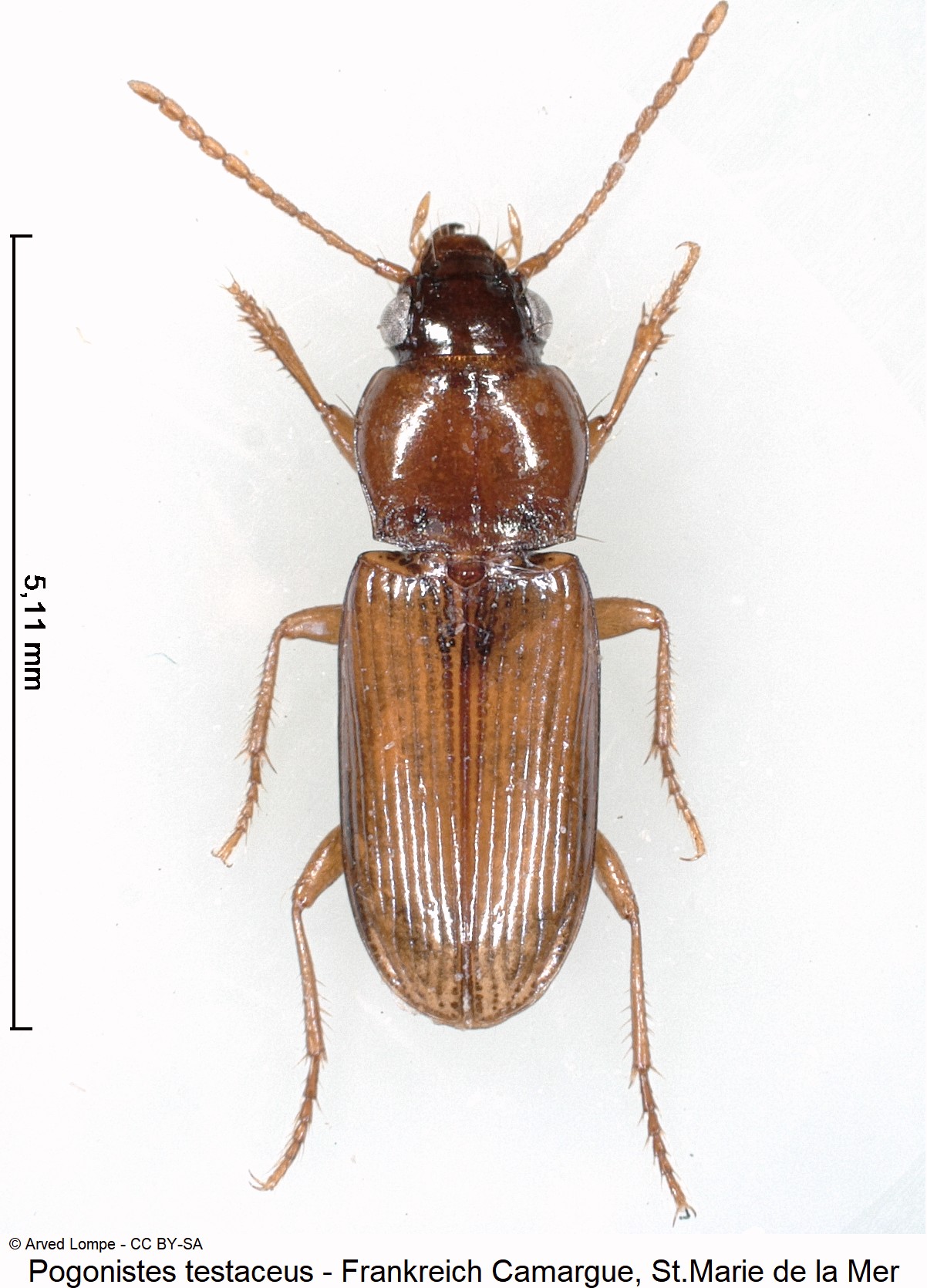 pogonistes_testaceus_ck31206714_hab.jpg