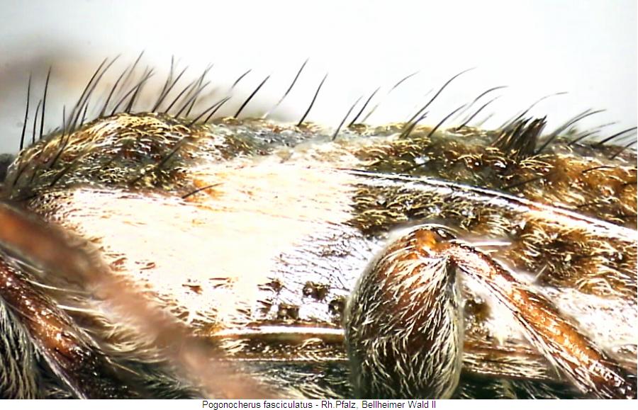 pogonocherus_fasciculatus_sa.jpg