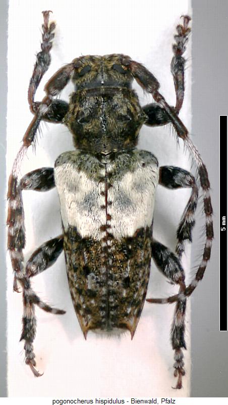 pogonocherus_hispidulus_hab.jpg