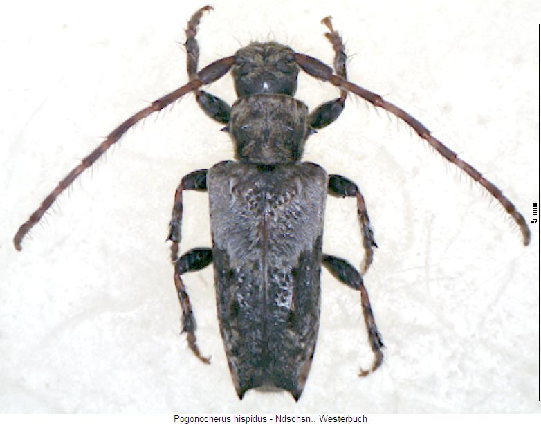 pogonocherus_hispidus_hab.jpg
