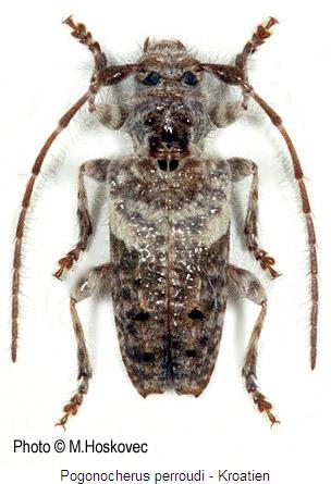 pogonocherus_perroudi_hab.jpg
