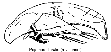 pogonus_litoralis.gif