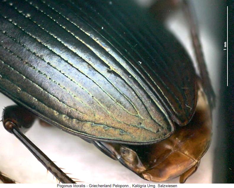 pogonus_litoralis_fld.jpg