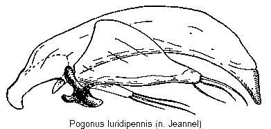 pogonus_luridipennis.gif