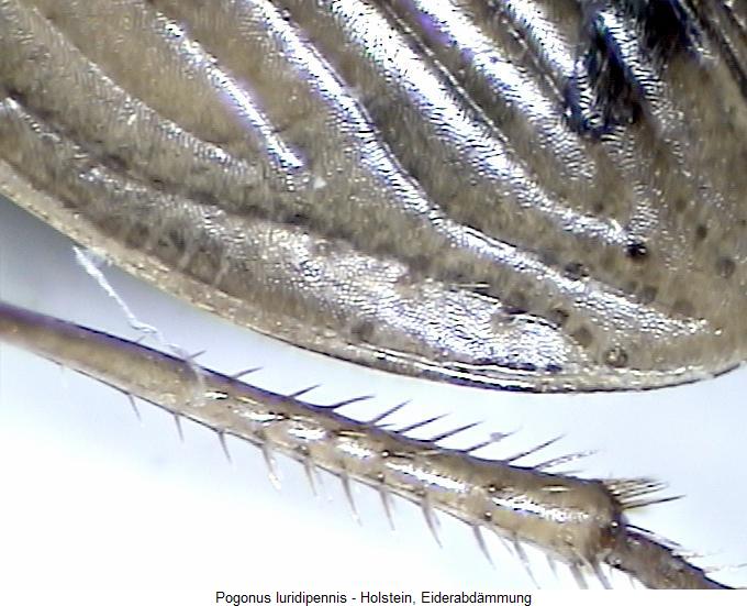 pogonus_luridipennis_fld.jpg