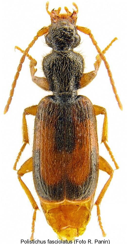 polistichus_fasciolatus.jpg