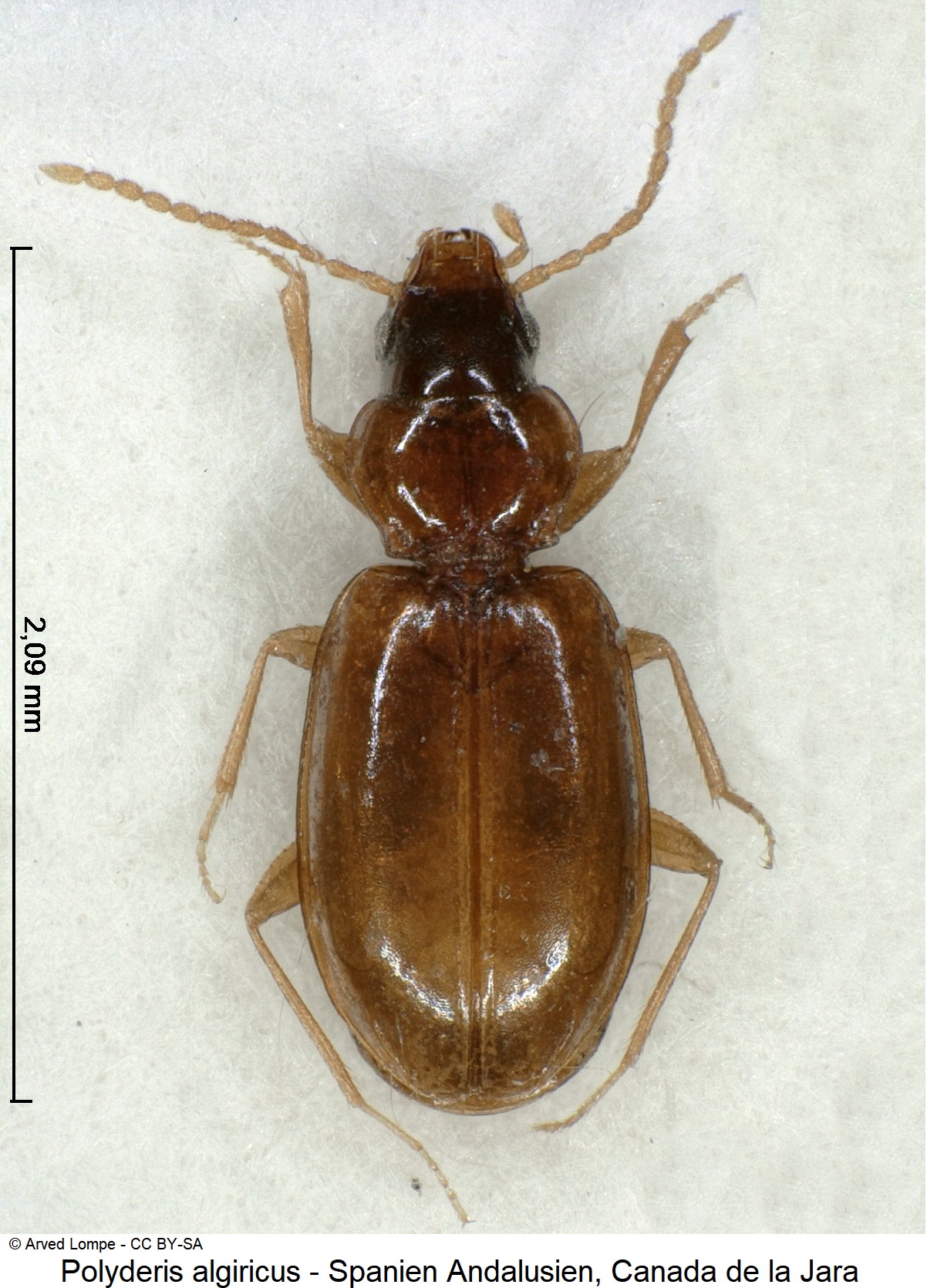polyderis_algiricus_ck17763_hab.jpg