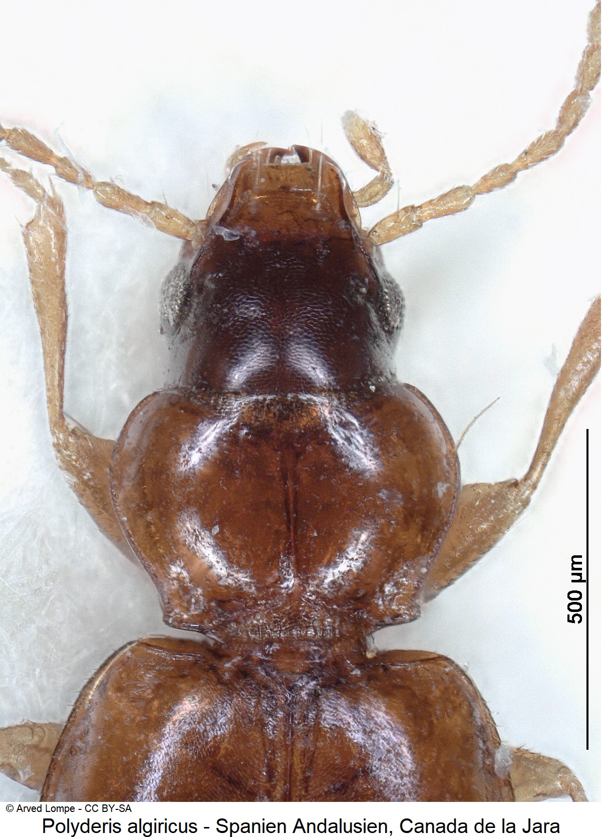 polyderis_algiricus_ck17763_vk.jpg