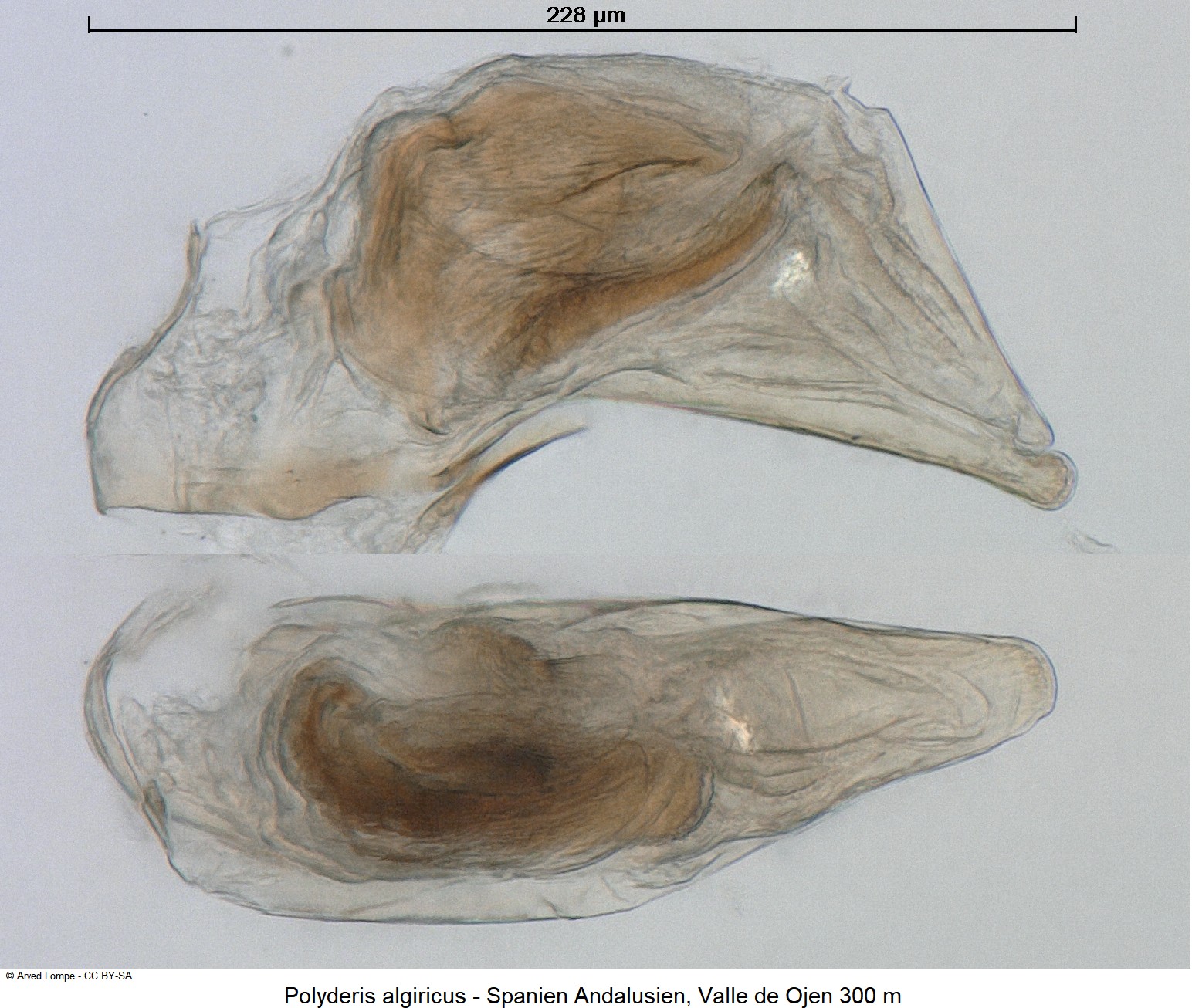 polyderis_algiricus_ck17765.jpg