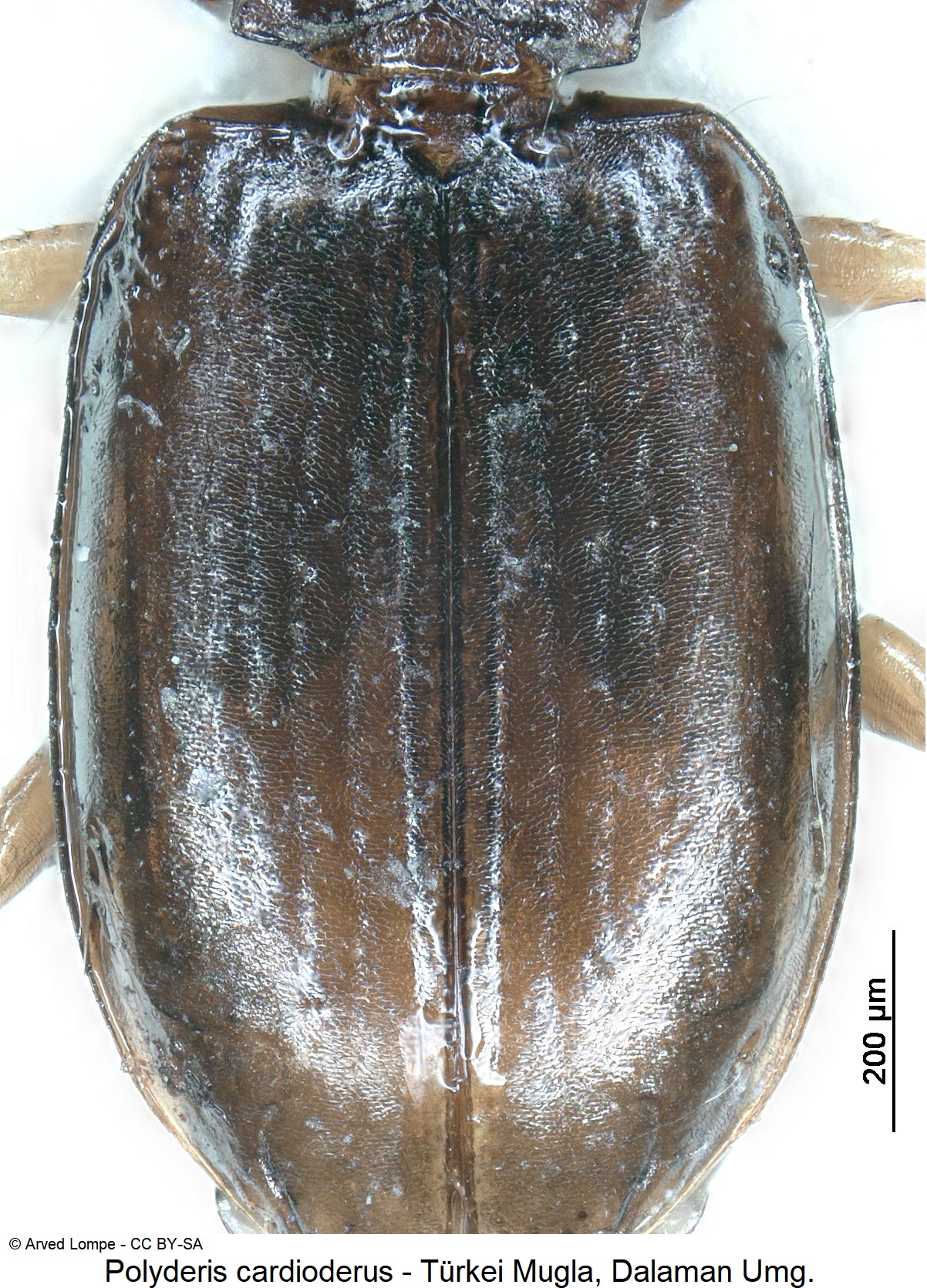 polyderis_cardioderus_ck18697_fld.jpg