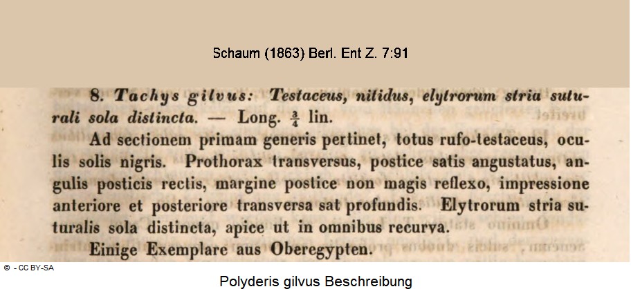 polyderis_gilvus.jpg