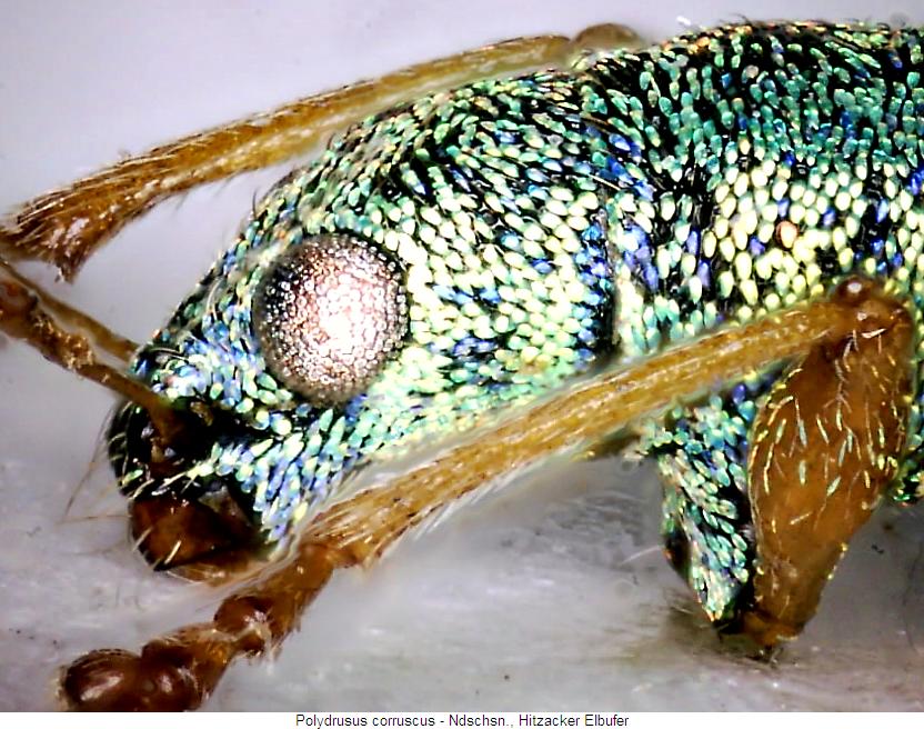 polydrusus_corruscus_k.jpg