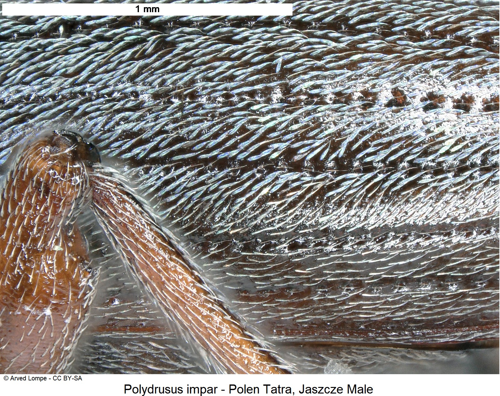 polydrusus_impar_ck33187340_sa.jpg