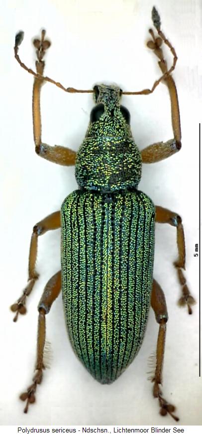 polydrusus_sericeus_hab.jpg