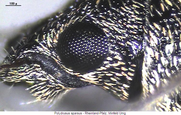 polydrusus_sparsus_k.jpg