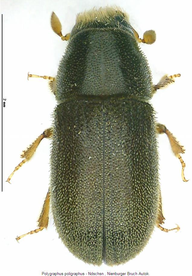polygraphus_poligraphus_hab.jpg