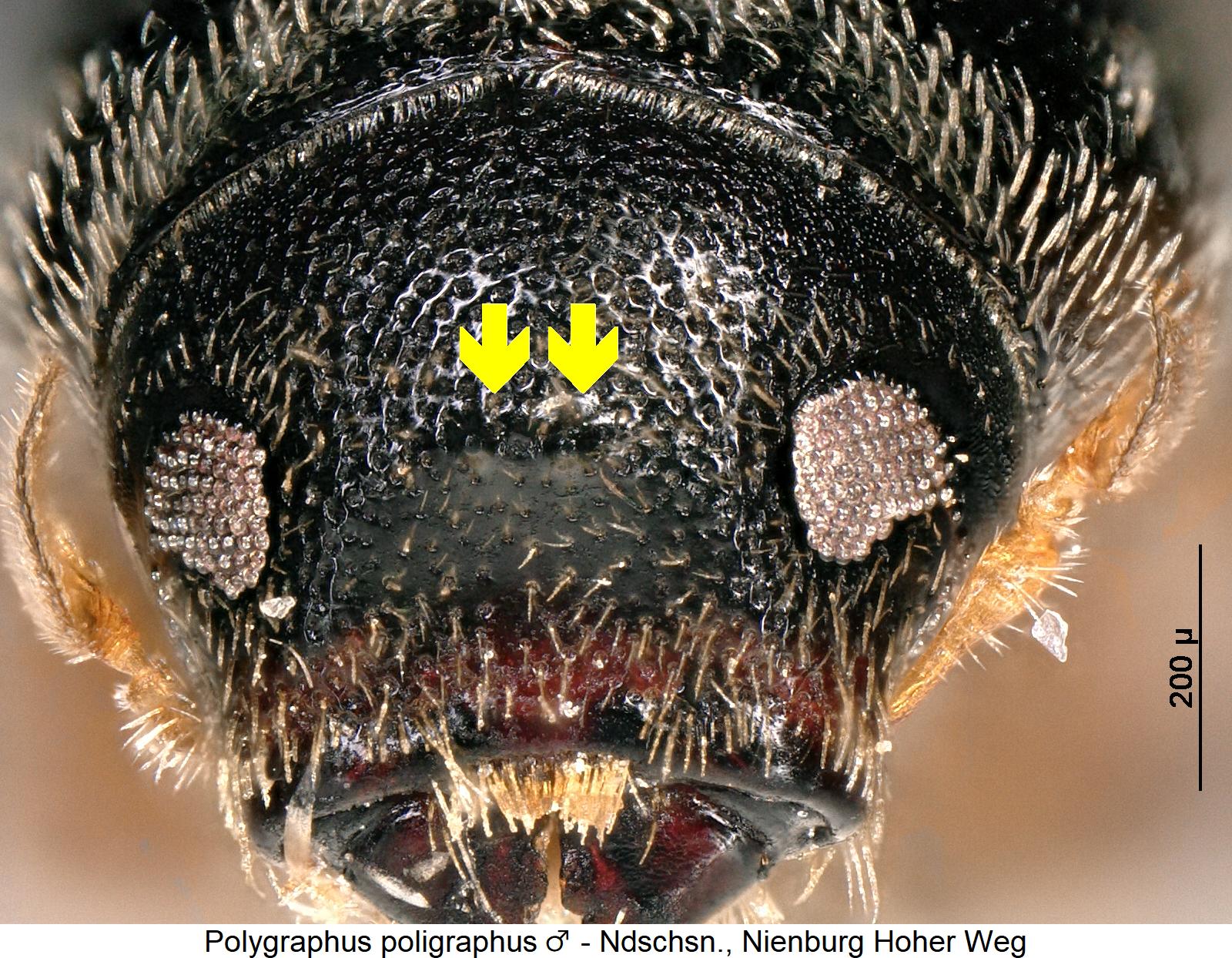 polygraphus_poligraphus_m_k.jpg
